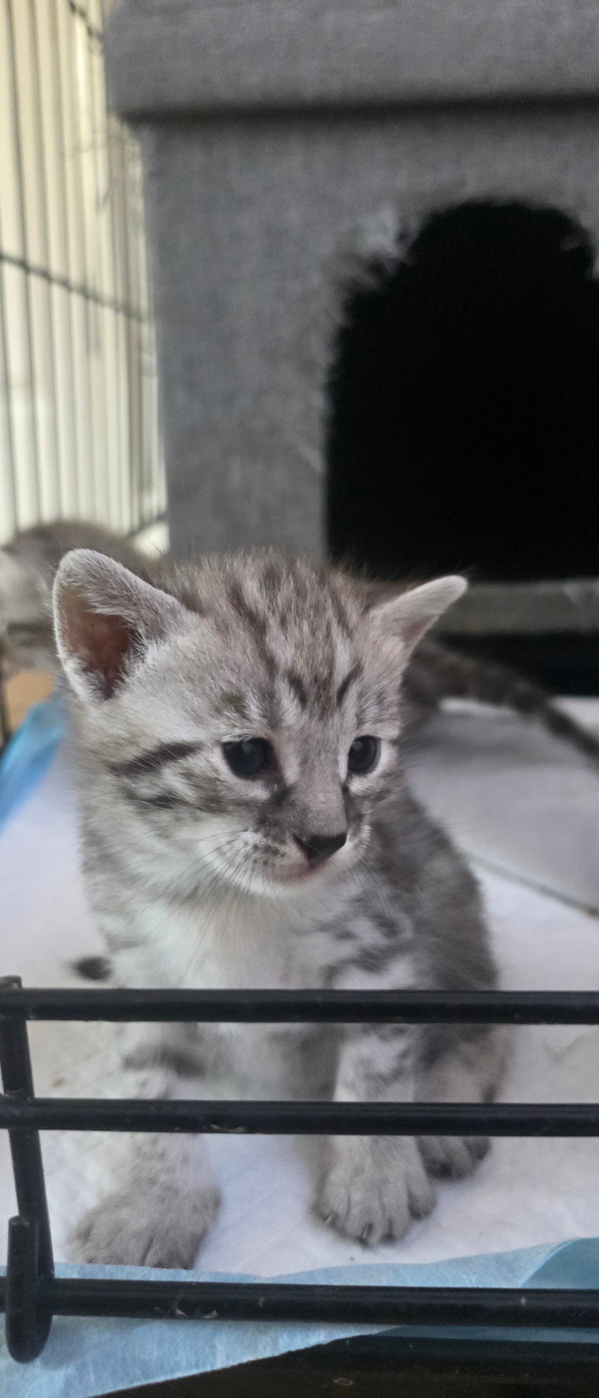 The Bengal Kitten’s TV Button Adventure