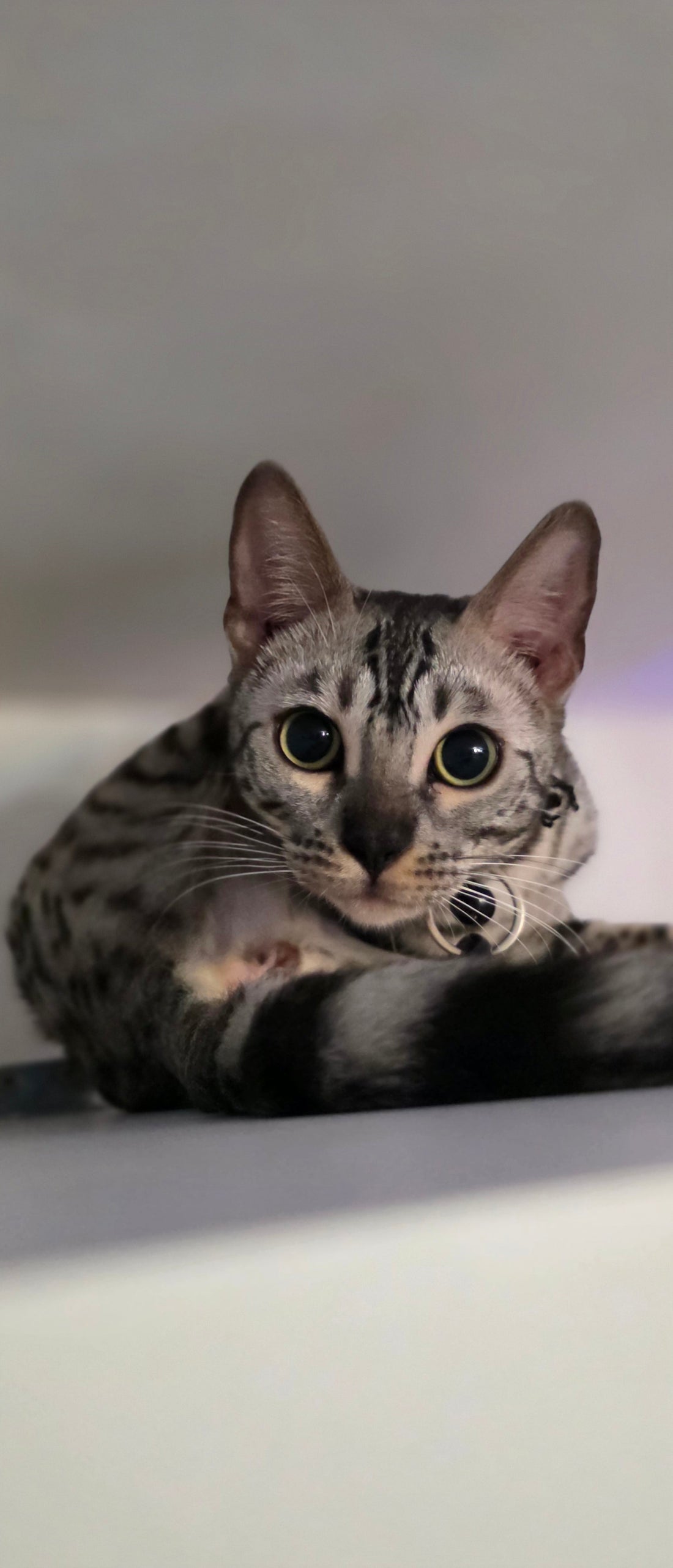 Why Do Cats Purr?