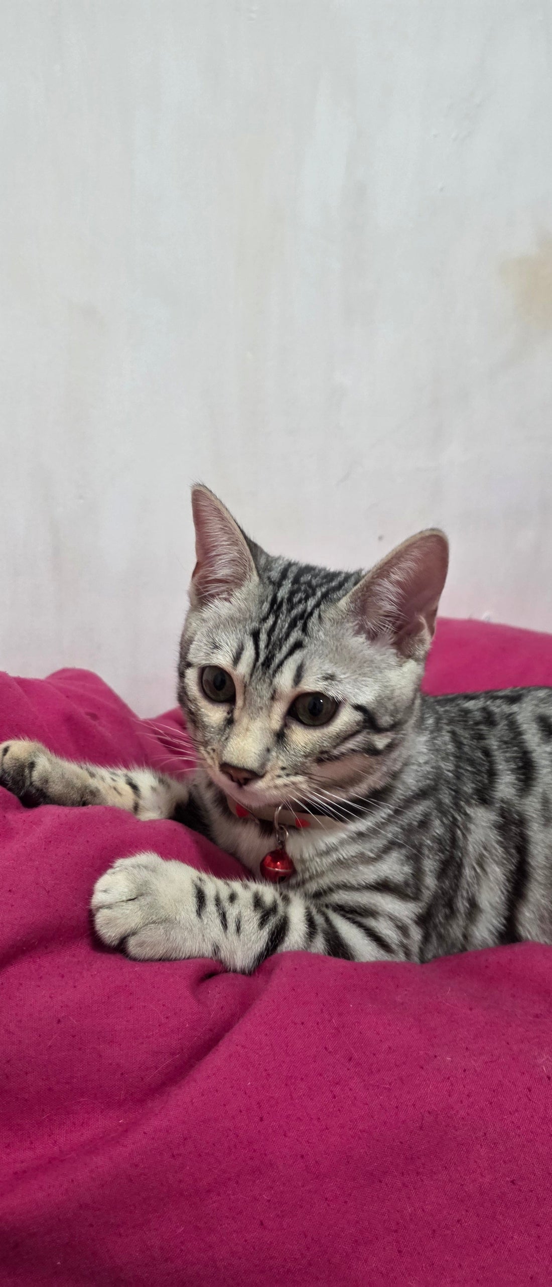 Complete Bengal Kitten Care Guide | Soton Savannahs