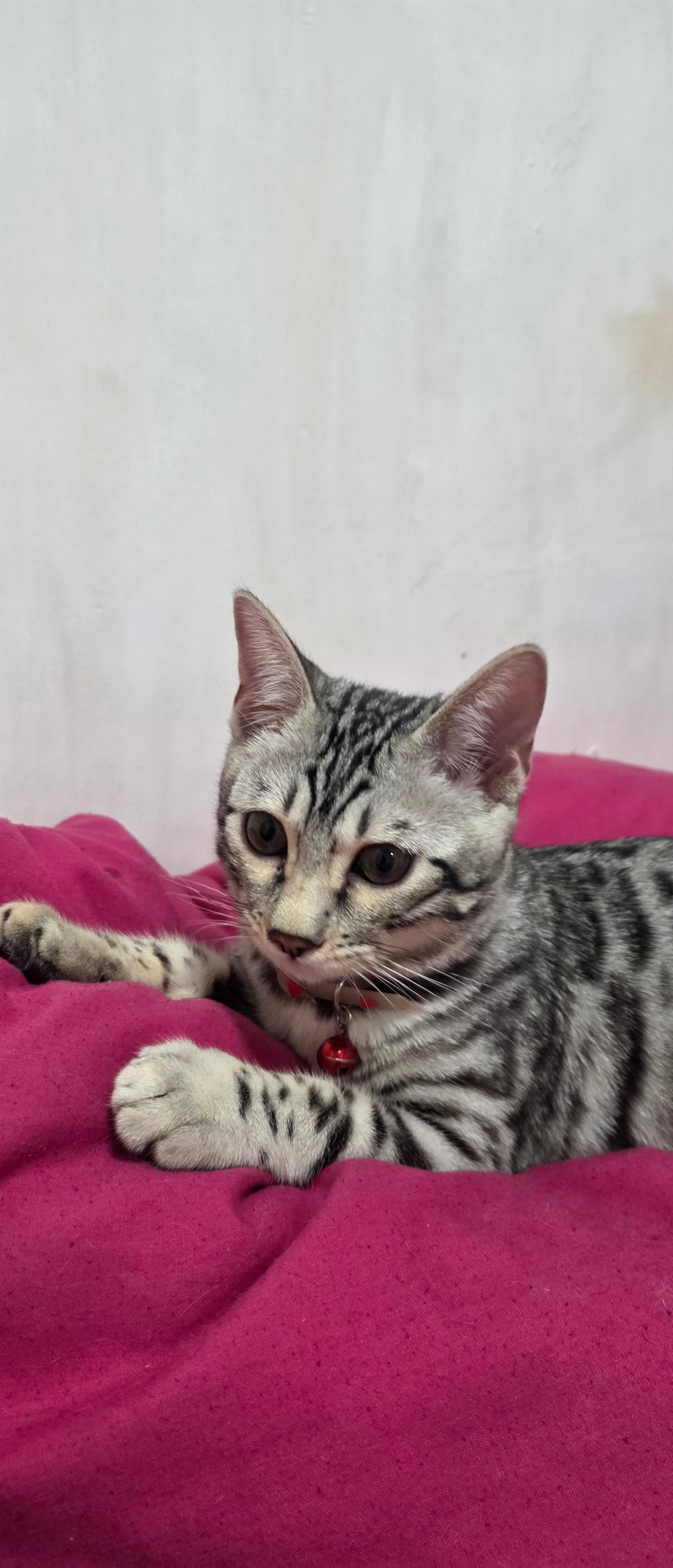 Complete Bengal Kitten Care Guide | Soton Savannahs