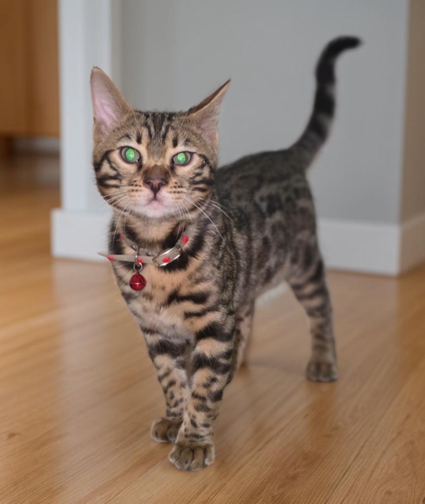 Bengal kittens