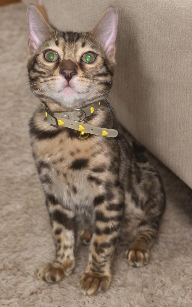 Bengal kittens