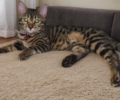 Bengal kittens