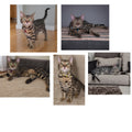 Bengal kittens