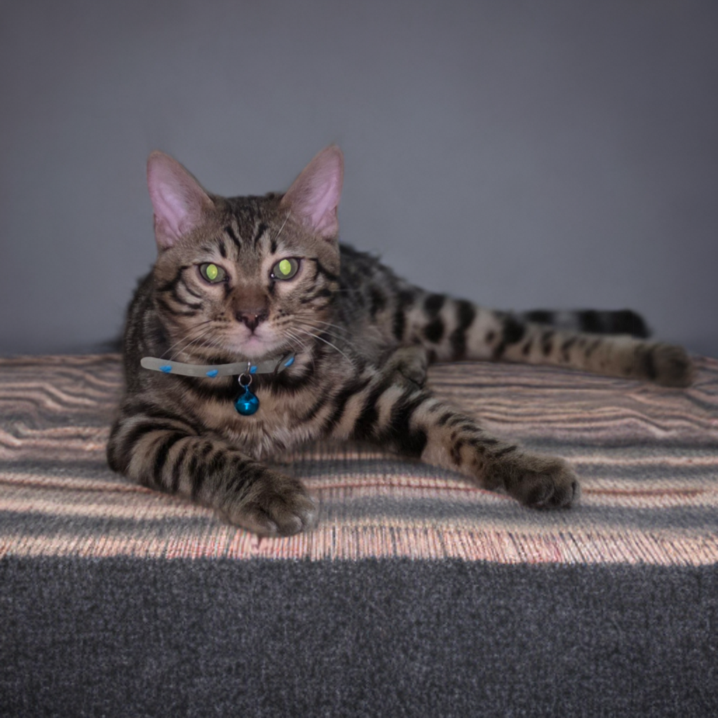 Bengal kittens