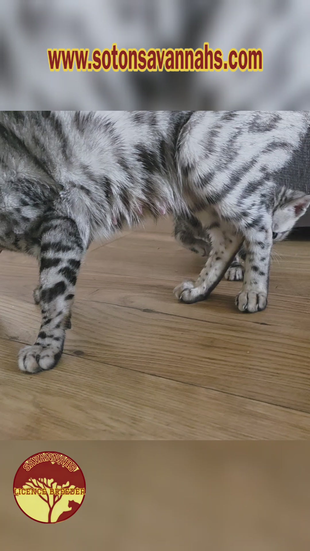 Pure Silver Black Spotted Tabby
