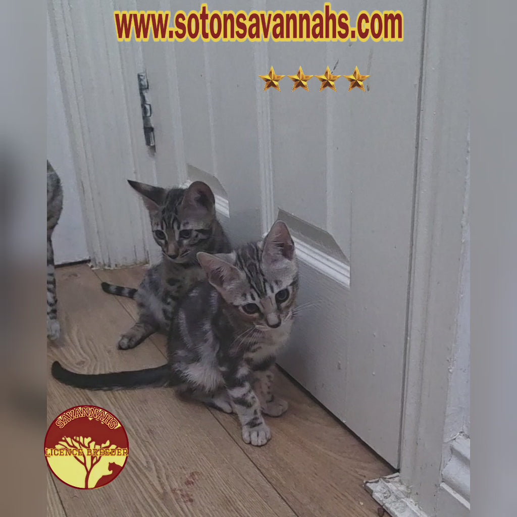 Pure Silver Black Spotted Tabby
