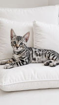 Pure Silver Black Spotted Bengal Kitten
