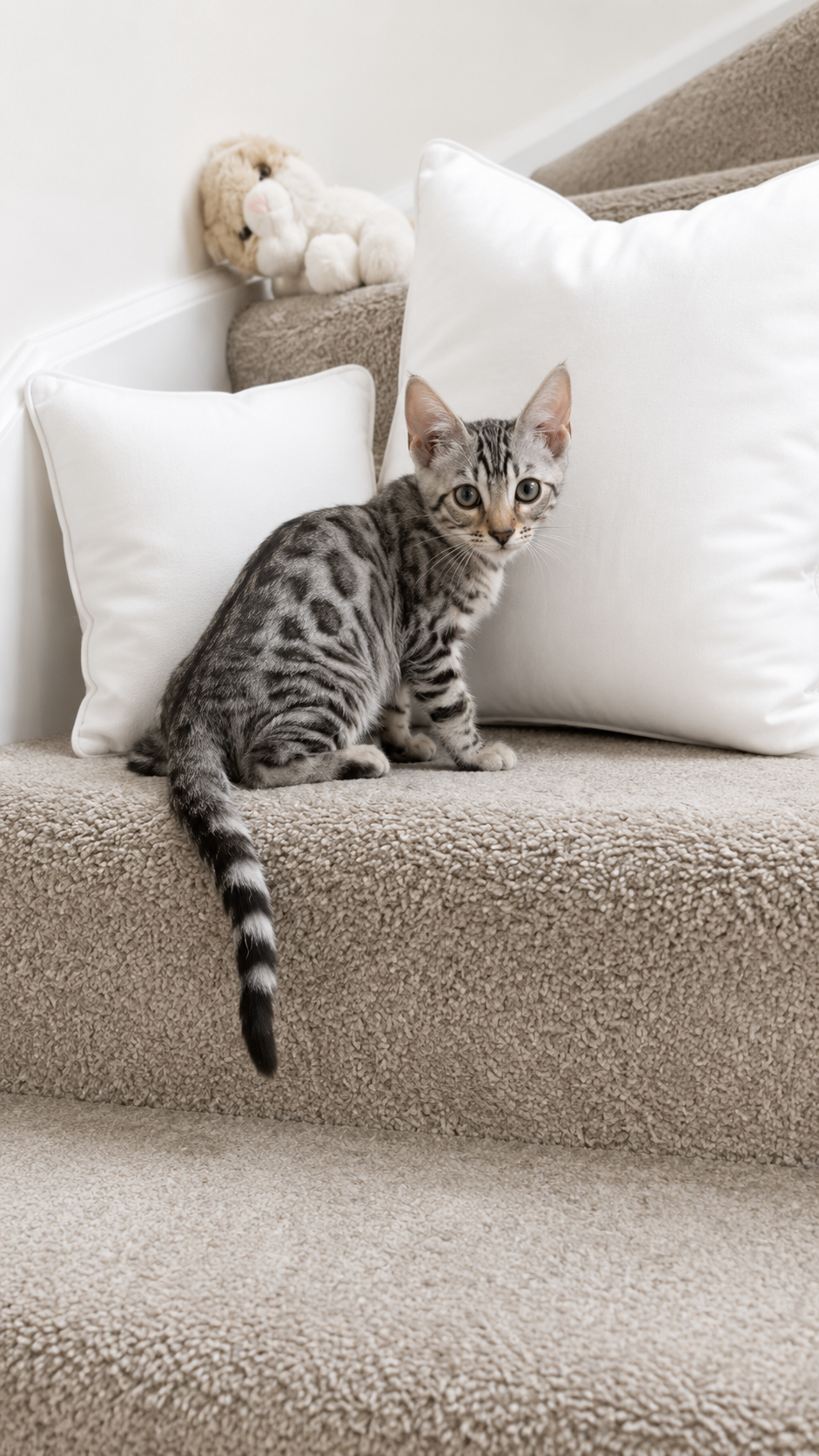 Pure Silver Bengal Black Spotted Tabby