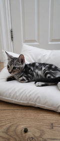 Pure Silver Bengal Black Spotted Tabby (rosetted)