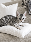 Pure Silver Black Spotted Tabby